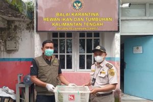 BKSDA dan Karantina Sampit Gagalkan Penyelundupan Burung