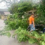 BPBD Lamandau Evakuasi Pohon Tumbang