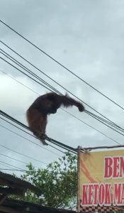 Bergelantungan di Kabel Listrik, Orangutan Kesetrum dan Jatuh