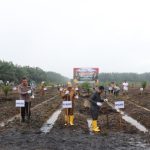 Kerja Sama dengan PT CBI Tanam Jagung di Lahan Perkebunan PT MKM