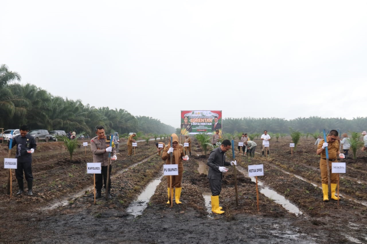 Kerja Sama dengan PT CBI Tanam Jagung di Lahan Perkebunan PT MKM