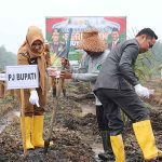 Ketua Dewan Pulpis Apresiasi Penanaman Jagung Serentak
