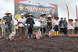 Pemkab Kotim Laksanakan Tanam Jagung Serentak