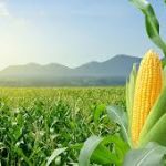Dukung Tanam Jagung, Gapki Kalteng Siakan 720 Hektare Lahan