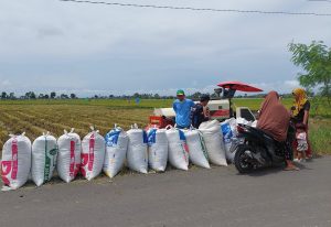 Brigade Pangan Sebuah Harapan Lumbung Pangan Nusantara