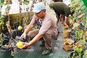 Demplot Kehutanan Dukung Ketahanan Pangan
