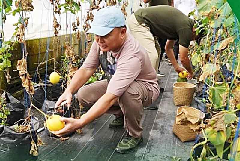 Demplot Kehutanan Dukung Ketahanan Pangan