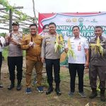 Plh Sekda Sukamara Lakukan Panen Raya Jagung Serentak