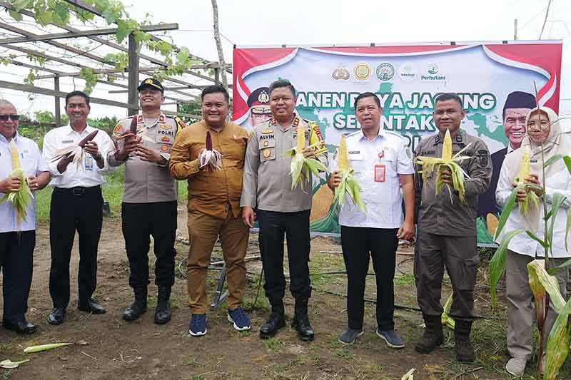 Plh Sekda Sukamara Lakukan Panen Raya Jagung Serentak
