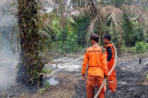 Satu Hektare Lahan Sawit di Lamandau Terbakar