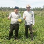 Anggota DPRD Pulpis Panen Semangka dan Melon