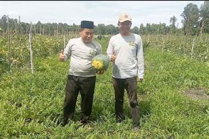 Anggota DPRD Pulpis Panen Semangka dan Melon