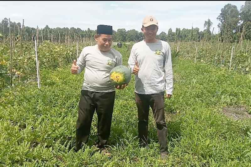 Anggota DPRD Pulpis Panen Semangka dan Melon