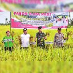 Bupati Kapuas Panen Raya di Desa Warna Sari