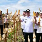 Bupati Panen Jagung dan Cabai di Lapas Sukamara