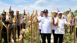 Bupati Panen Jagung dan Cabai di Lapas Sukamara