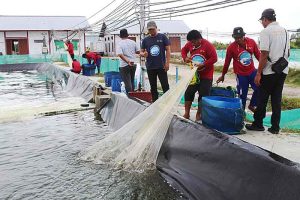 Panen Udang Vaname Hasilkan 4,2 Ton di Siklus Kedua
