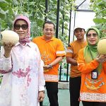 Produksi Melon Berkualitas Melalui Budidaya Hidroponik 