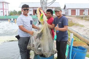 Produksi Udang Vaname Kembangkan Ekspor