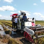 Produktivitas Padi Kalteng 6,5 Ton Per Hektare