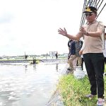 Gubernur Dorong Pengembangan Budidaya Udang Vaname 