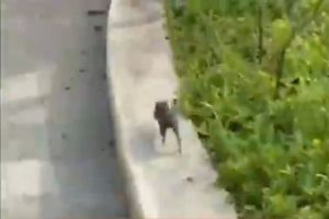 Viral! IKN Diserang Hama Tikus, OIKN Siapkan Ratusan Perangkap