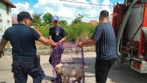 Tak Tebang Pilih Laporan, DPKP Evakuasi Anjing Sakit ke Klinik Hewan