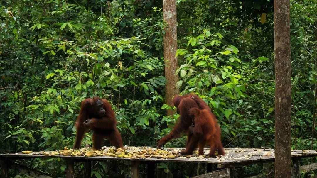 Taman Nasional Tanjung Puting