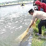 Udang Vaname Berpotensi Besar Dongkrak Perekonomian Daerah
