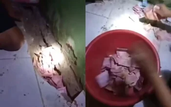 Viral Video Tikus Gemar Curi Uang, Terkumpul Banyak di Bawah Tanah