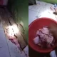 Viral Video Tikus Gemar Curi Uang, Terkumpul Banyak di Bawah Tanah