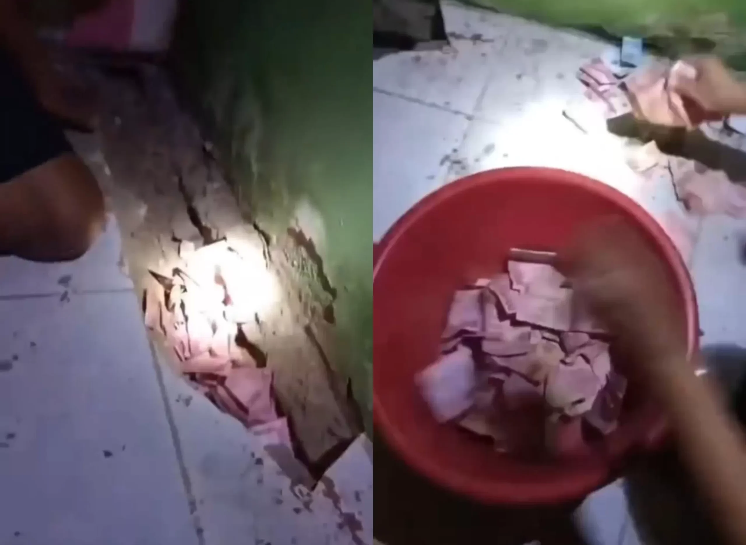 Viral Video Tikus Gemar Curi Uang, Terkumpul Banyak di Bawah Tanah