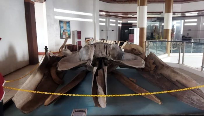 Ada Tulang Ikan Paus, hingga Benda Bersejarah