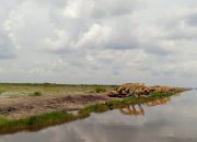 Banjir “Musuh Bebuyutan” Food Estate Dadahup