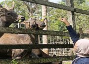 Penangkaran Bukit Hibul, Tempat Satwa Endemik Lamandau Terlindungi