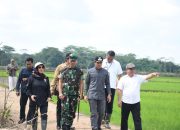 Petani Sebangau Kuala Terancam Gagal Panen