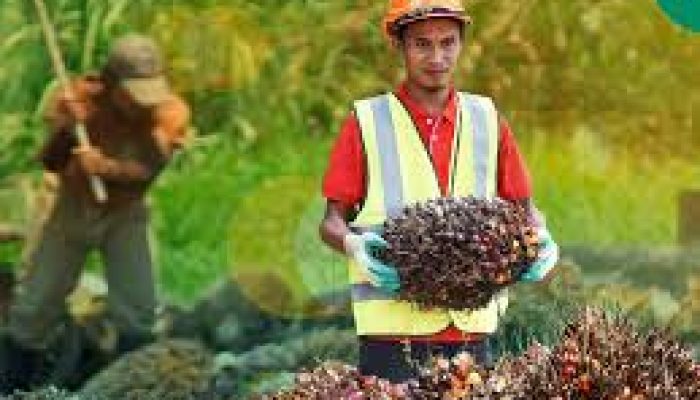 Tekan Kemiskinan, Manfaatkan Program Plasma Sawit