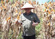 17 Kecamatan di Kapuas Ditargetkan Menanam Jagung
