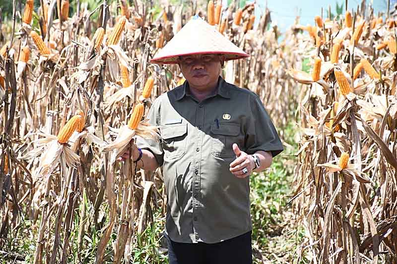 17 Kecamatan di Kapuas Ditargetkan Menanam Jagung