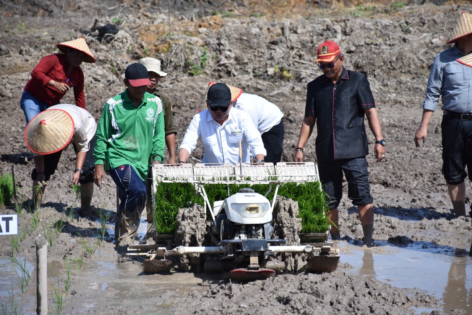 Bupati Kapuas Tanam Padi Perdana di Lahan CSR