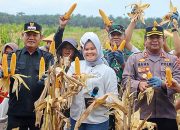 Kolaborasi Polri dan PBS, Bupati Hadiri Panen Raya Jagung Serentak 