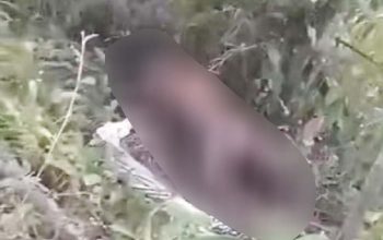 Lansia Meregang Nyawa di Kebun Sawit, Keluarga Ikhlas