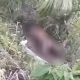 Lansia Meregang Nyawa di Kebun Sawit, Keluarga Ikhlas