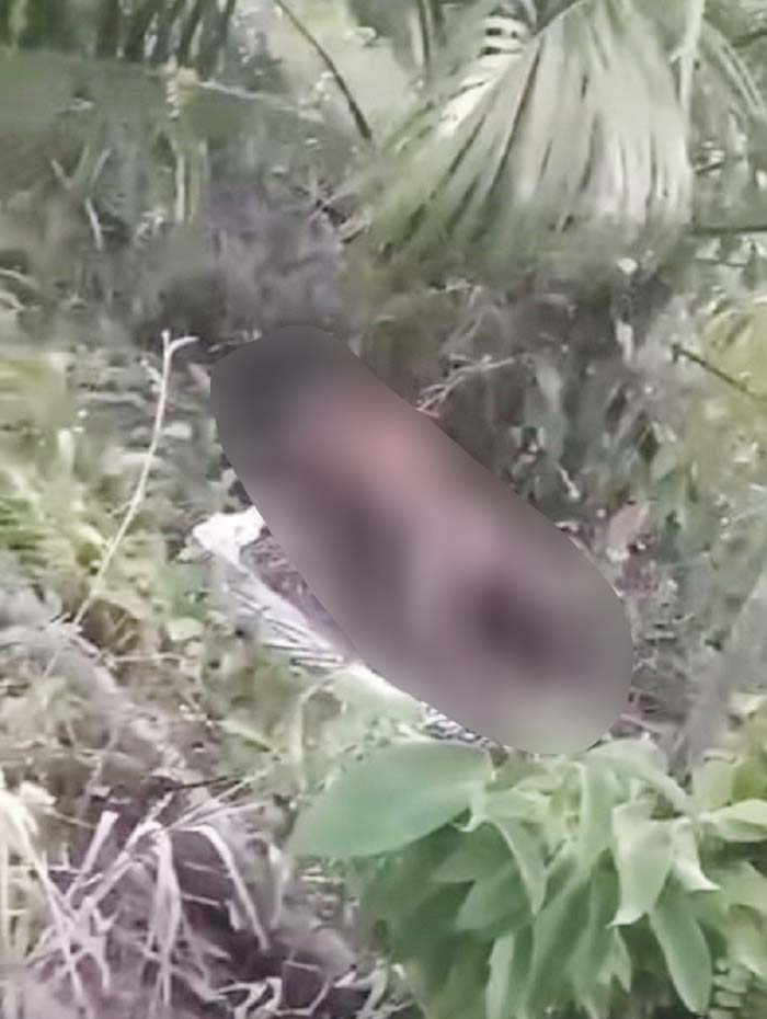 Lansia Meregang Nyawa di Kebun Sawit, Keluarga Ikhlas