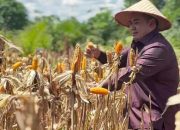 Panen Jagung Serentak, Dewan Dukung Program Ketahanan Pangan 