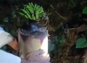Warga Madura Geger, Batang Pohon Pisang Bekas Bantal Jenazah Tiba-Tiba Berbuah