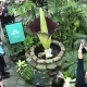 Bunga Bangkai Langka Asal Sumatra Indonesia Mekar di San Francisco