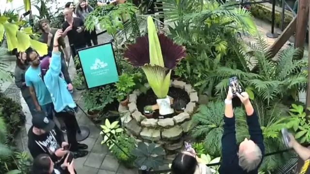 Bunga Bangkai Langka Asal Sumatra Indonesia Mekar di San Francisco