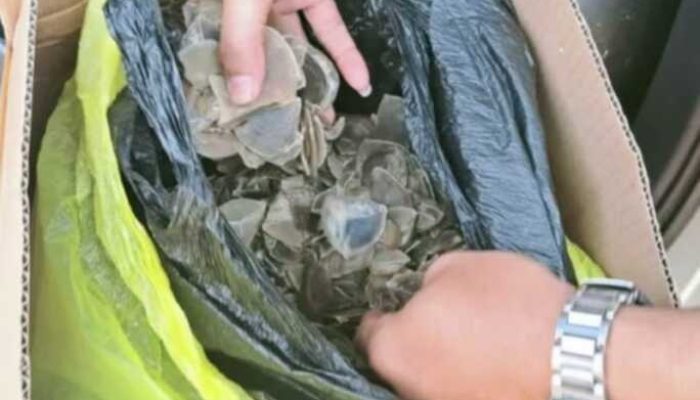 Tim Gabungan Gagalkan Penyelundupan 4 Kg Sisik Trenggiling